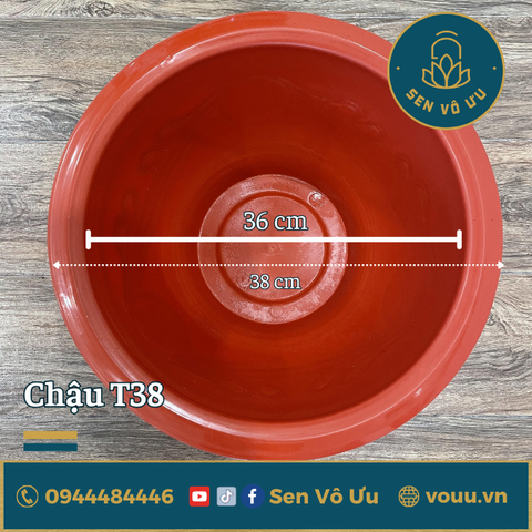 Chậu nhựa trồng sen súng | Sen Vô Ưu