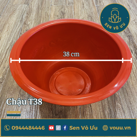 Chậu nhựa trồng sen súng | Sen Vô Ưu