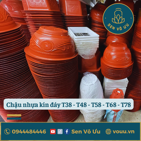 Chậu nhựa T48 kín đáy trồng sen