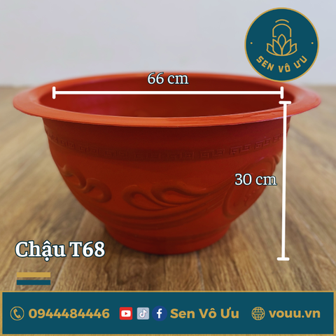 Chậu nhựa trồng sen súng | Sen Vô Ưu
