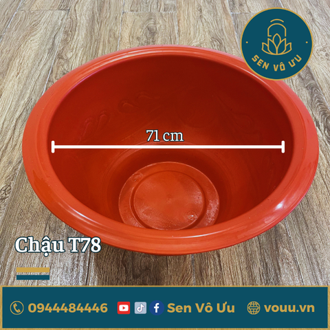 Chậu nhựa trồng sen súng | Sen Vô Ưu