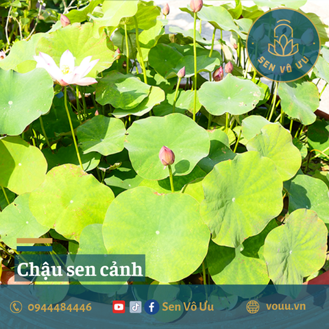 Đất - bùn trồng sen súng 2kg | Sen Vô Ưu