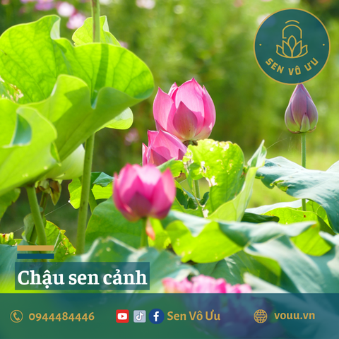 Đất - bùn trồng sen súng 2kg | Sen Vô Ưu