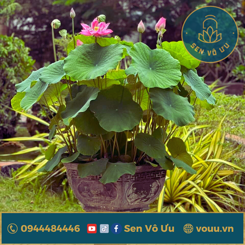 Củ giống Sen Taihu Deep Love | Sen Vô Ưu