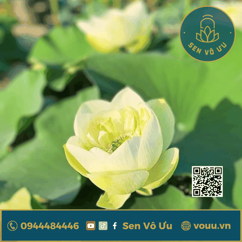 Củ giống sen Coconut Milk Lotus - Sữa dừa | Sen Vô Ưu