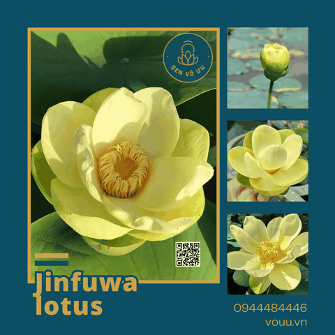 Giống sen vàng Jinfuwa Lotus | Sen Vô Ưu