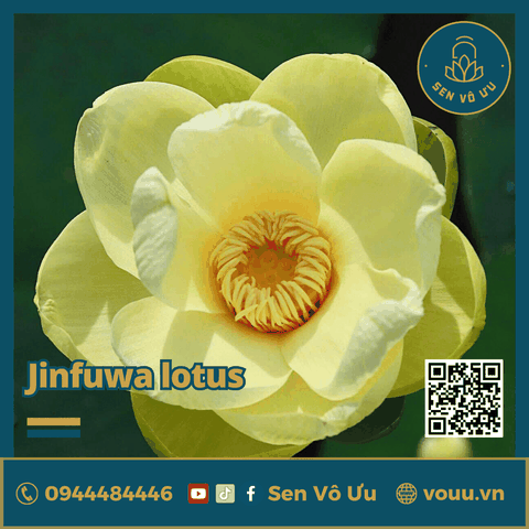Giống sen vàng Jinfuwa Lotus | Sen Vô Ưu