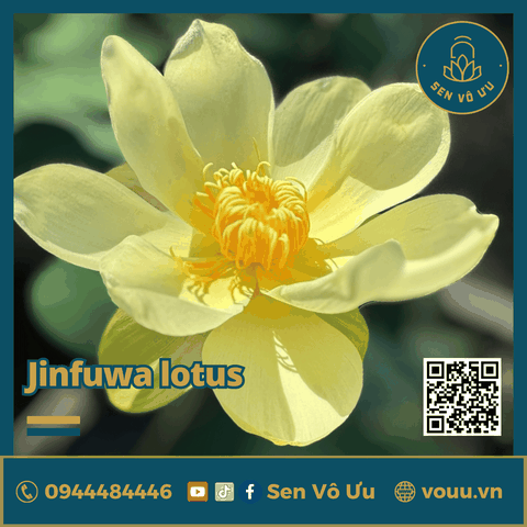 Giống sen vàng Jinfuwa Lotus | Sen Vô Ưu