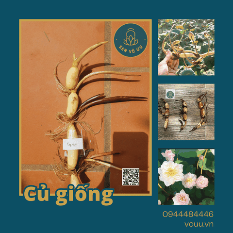 Củ giống sen nghìn cánh S1000 - Ultimate Thousand Petal Lotus | Sen Vô Ưu