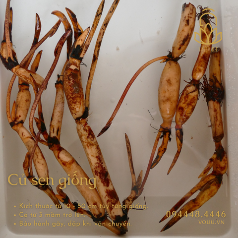 Hạt giống Hoàng Yến