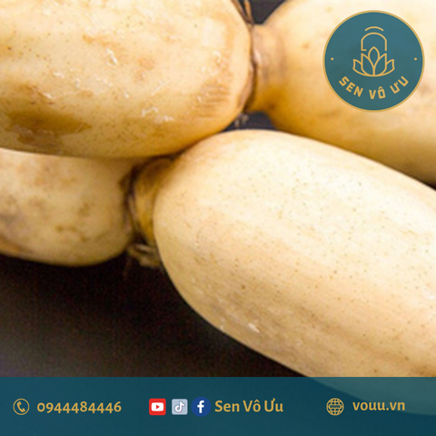 Củ sen tươi 1kg