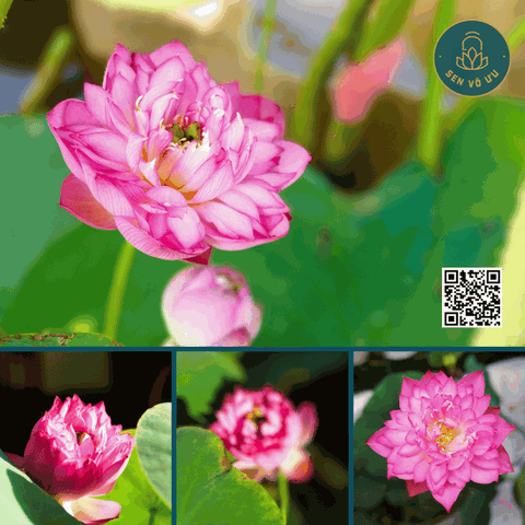 Củ giống sen Cung Đình hồng | Sen Vô Ưu