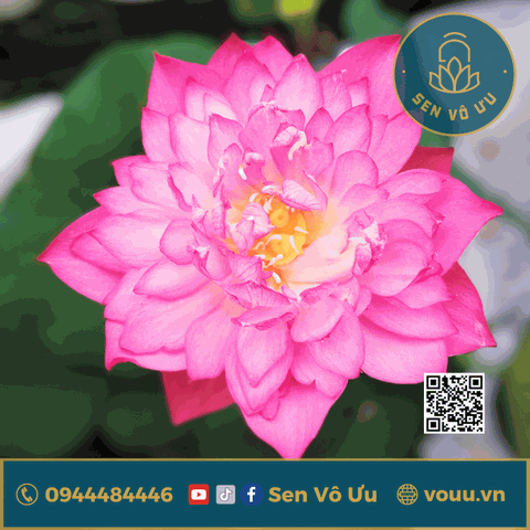 Củ giống sen Cung Đình hồng | Sen Vô Ưu