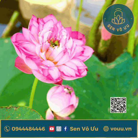 Củ giống sen Cung Đình hồng | Sen Vô Ưu