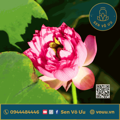 Củ giống sen Cung Đình hồng | Sen Vô Ưu