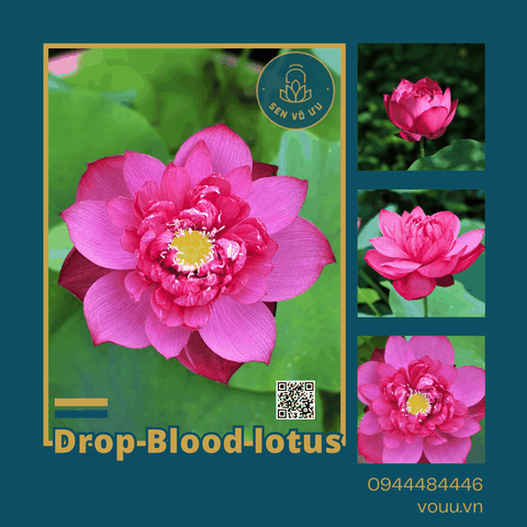 Giống sen Drop Blood | Sen Vô Ưu