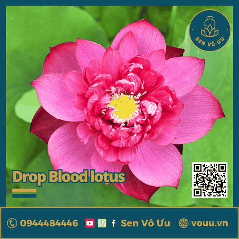 Giống sen Drop Blood | Sen Vô Ưu