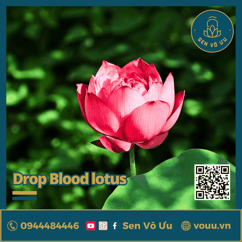 Giống sen Drop Blood | Sen Vô Ưu
