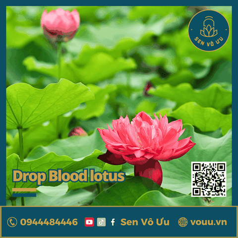 Giống sen Drop Blood | Sen Vô Ưu