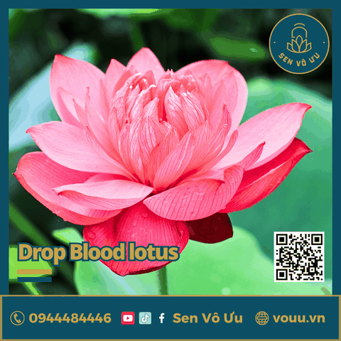 Giống sen Drop Blood | Sen Vô Ưu