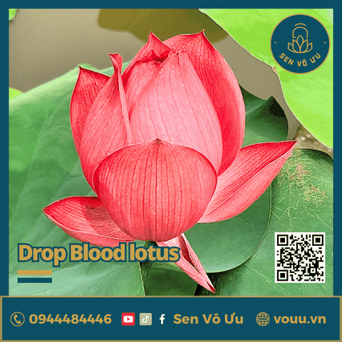 Giống sen Drop Blood | Sen Vô Ưu