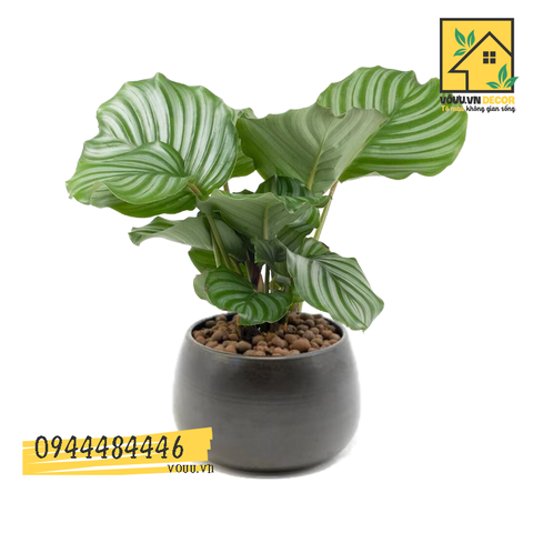 Cây đuôi công xanh