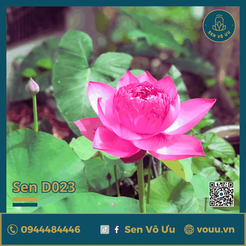 Giống sen Pink Dream | Sen Vô Ưu