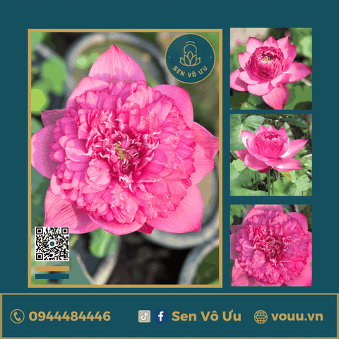 Giống sen Pink Dream | Sen Vô Ưu