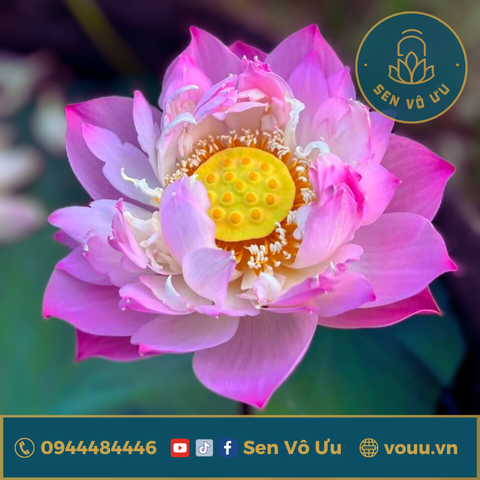 Củ giống Fringer OF EOS