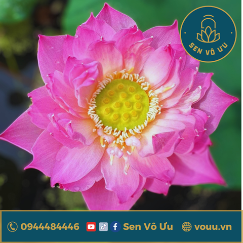 Củ giống Fringer OF EOS