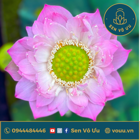 Củ giống Fringer OF EOS