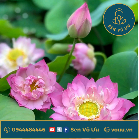 Củ giống Fringer OF EOS