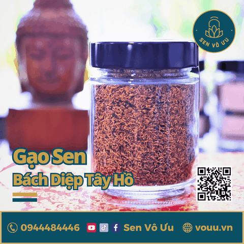 Gạo sen Bách Diệp Tây Hồ sấy khô | Sen Vô Ưu