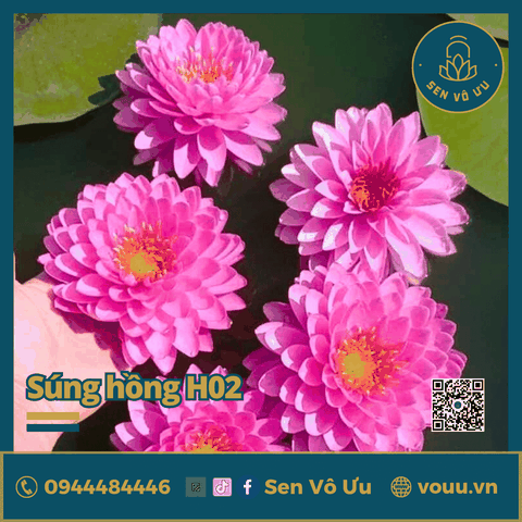 Giống hoa súng Wimolrat | Sen Vô Ưu