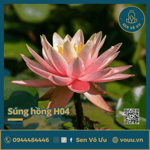 Giống hoa súng hồng H04 | Sen Vô Ưu