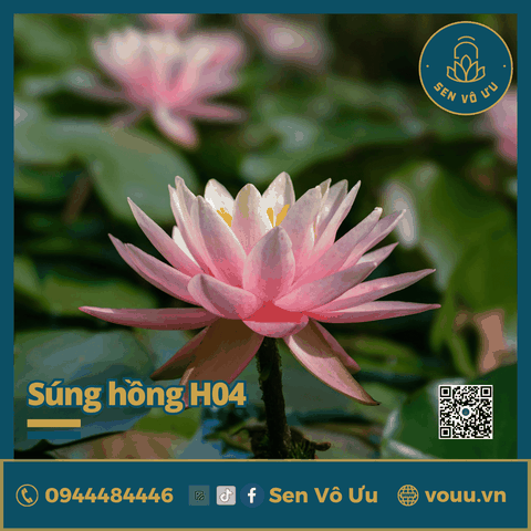 Giống hoa súng hồng H04 | Sen Vô Ưu