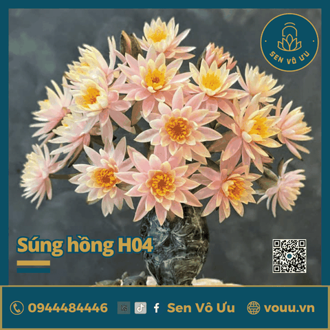 Giống hoa súng hồng H04 | Sen Vô Ưu