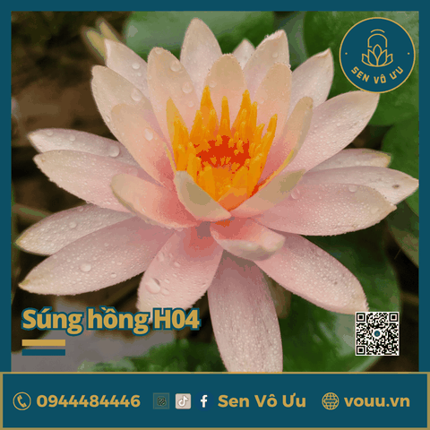 Giống hoa súng hồng H04 | Sen Vô Ưu