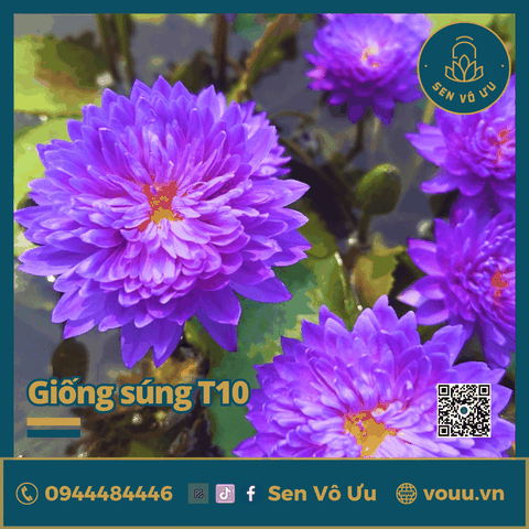 Giống hoa súng tím siêng hoa T10 | Sen Vô Ưu