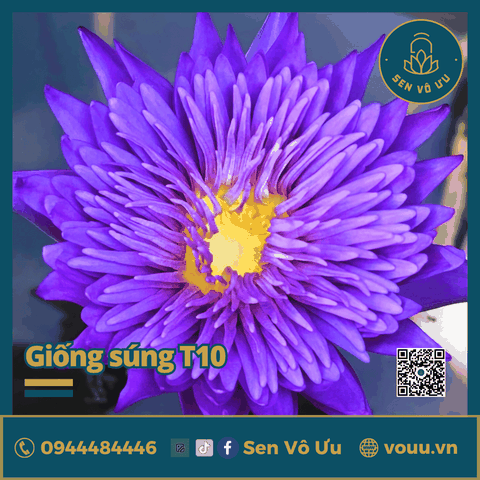 Giống hoa súng tím siêng hoa T10 | Sen Vô Ưu