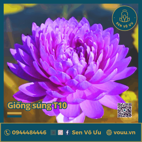Giống hoa súng tím siêng hoa T10 | Sen Vô Ưu