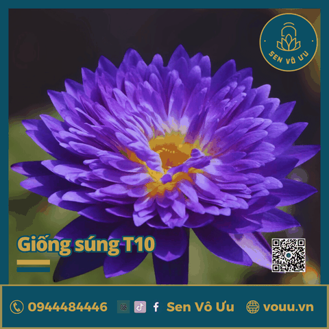 Giống hoa súng tím siêng hoa T10 | Sen Vô Ưu
