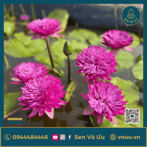 Giống hoa súng hồng siêng hoa H6 | Sen Vô Ưu