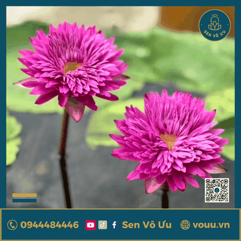 Giống hoa súng hồng siêng hoa H6 | Sen Vô Ưu