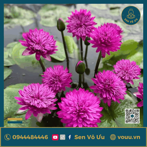 Giống hoa súng hồng siêng hoa H6 | Sen Vô Ưu