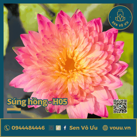 Giống hoa súng hồng siêng hoa H5 | Sen Vô Ưu