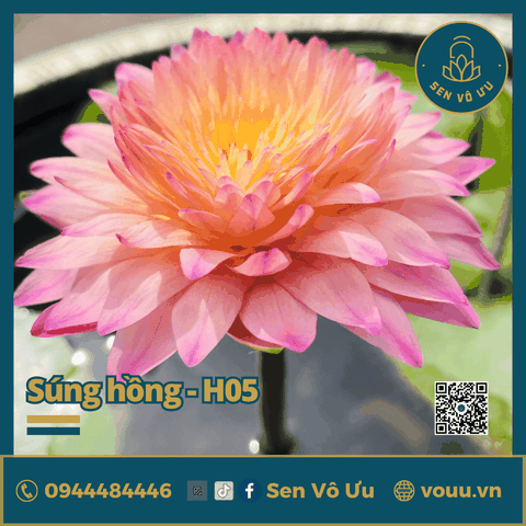 Giống hoa súng hồng siêng hoa H5 | Sen Vô Ưu