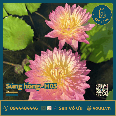 Giống hoa súng hồng siêng hoa H5 | Sen Vô Ưu