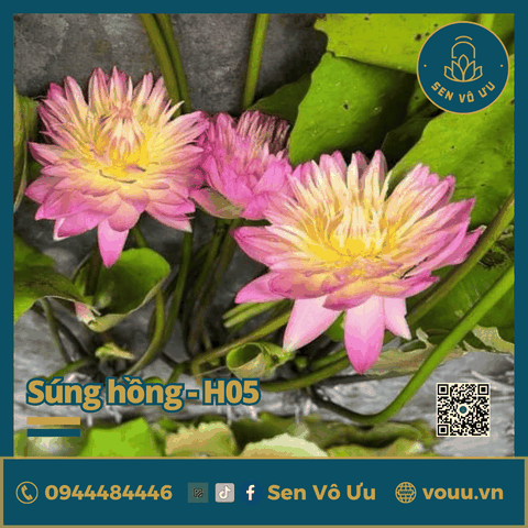 Giống hoa súng hồng siêng hoa H5 | Sen Vô Ưu