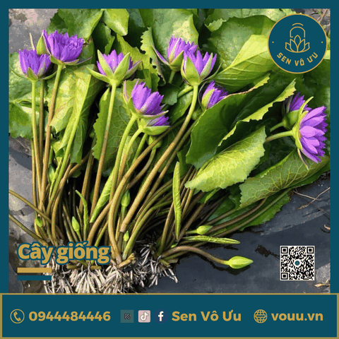 Giống hoa súng tím siêng hoa T10 | Sen Vô Ưu